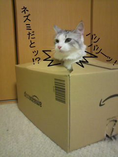 zakki_1012.jpg 240320 82K